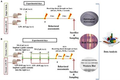 Brain Lipopolysaccharide Preconditioning-Induced Gene Reprogramming Mediates a Tolerance State in Electroconvulsive Shock Model of Epilepsy